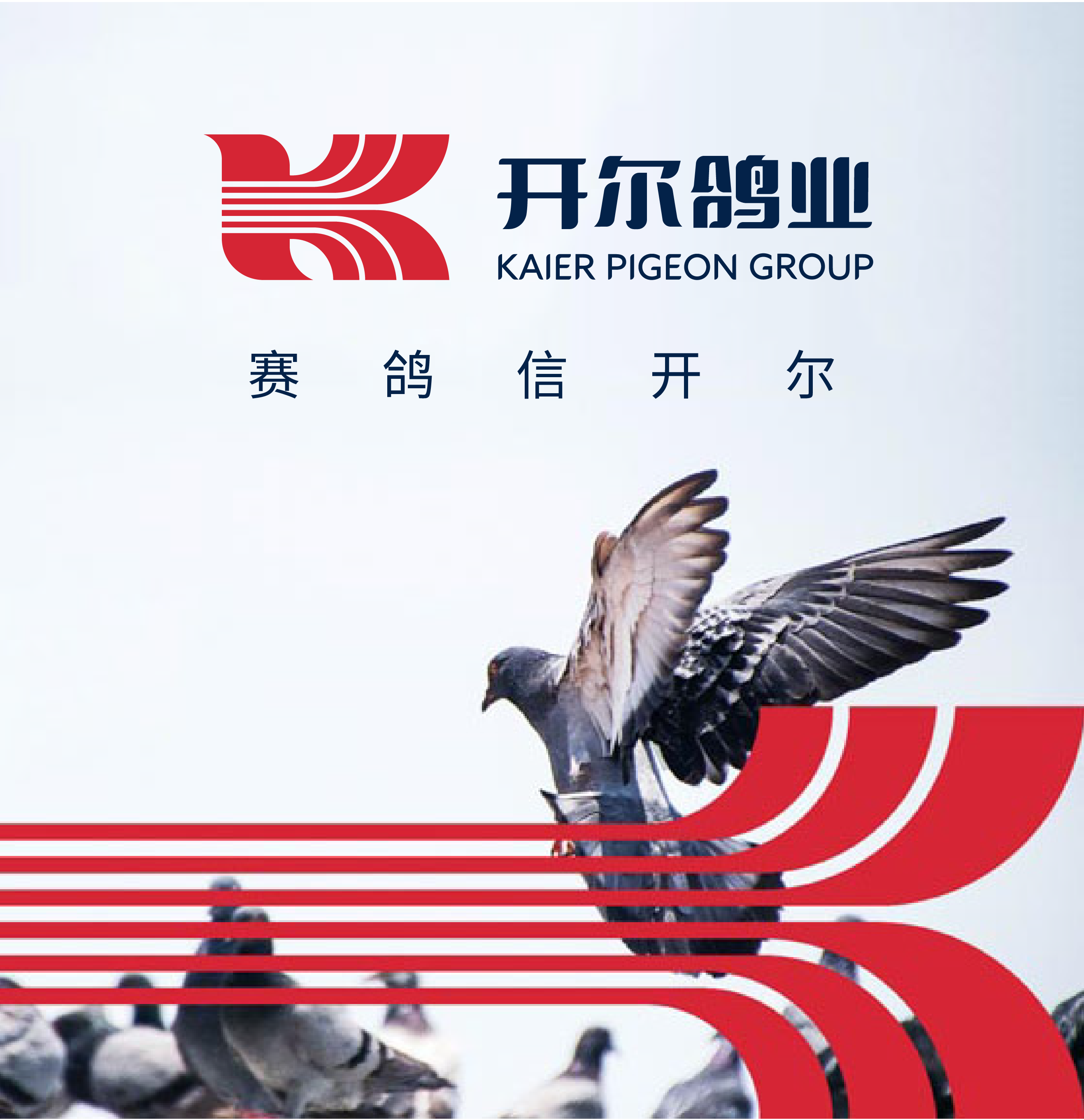 開爾鴿業(yè)品牌全案服務(wù)