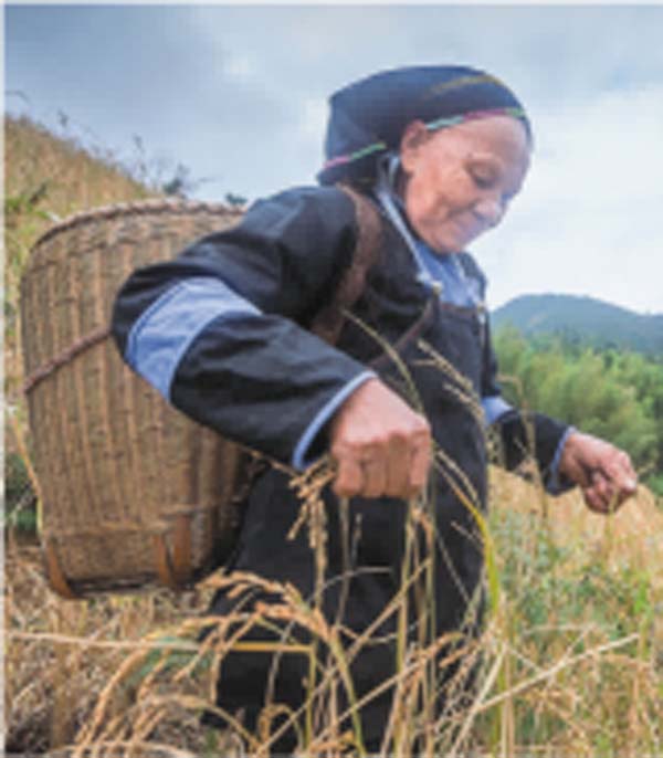 瑤珍大米：升級(jí)產(chǎn)品線，年銷售額增長(zhǎng)40%